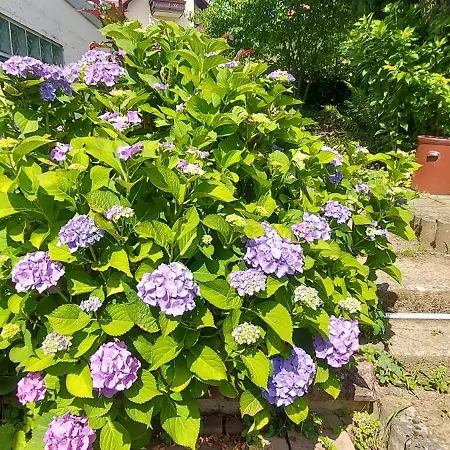 Rehblick Im Wander Und Mountainbike Paradies Odenwald アパート Furth (Hessen)