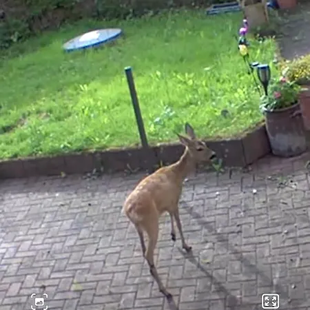 Rehblick Im Wander Und Mountainbike Paradies Odenwald Apartment Furth (Hessen)