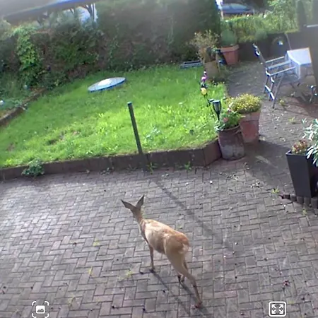 Rehblick Im Wander Und Mountainbike Paradies Odenwald Furth (Hessen)