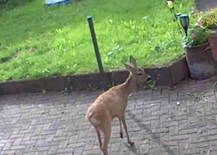 Rehblick Im Wander Und Mountainbike Paradies Odenwald Apartment Furth (Hessen)