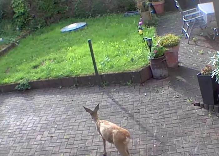 Rehblick Im Wander Und Mountainbike Paradies Odenwald Furth (Hessen)